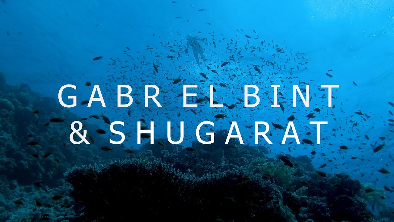 Дайвинг в Красном Море